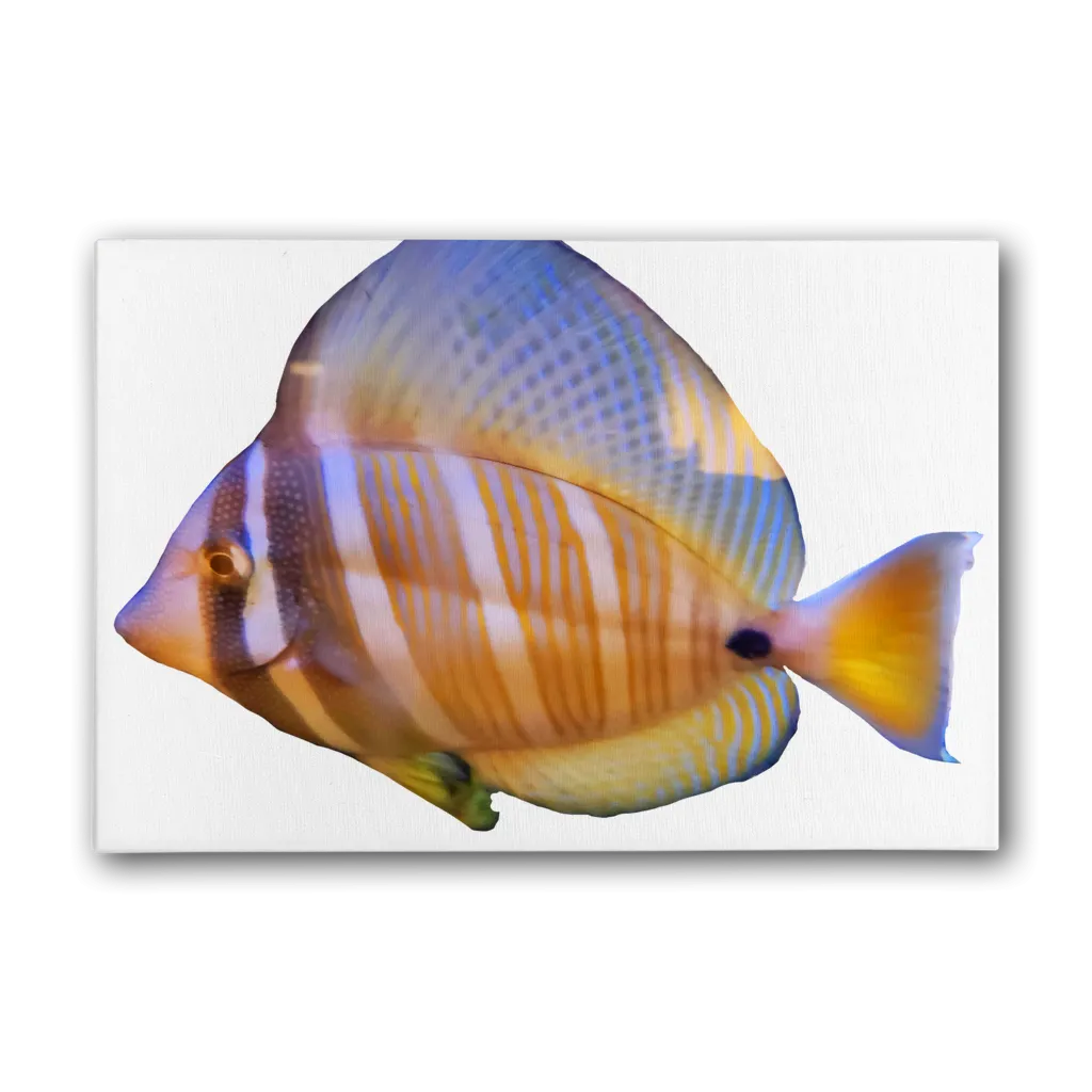 Beautiful Colored Fish Premium Stretched Canvas