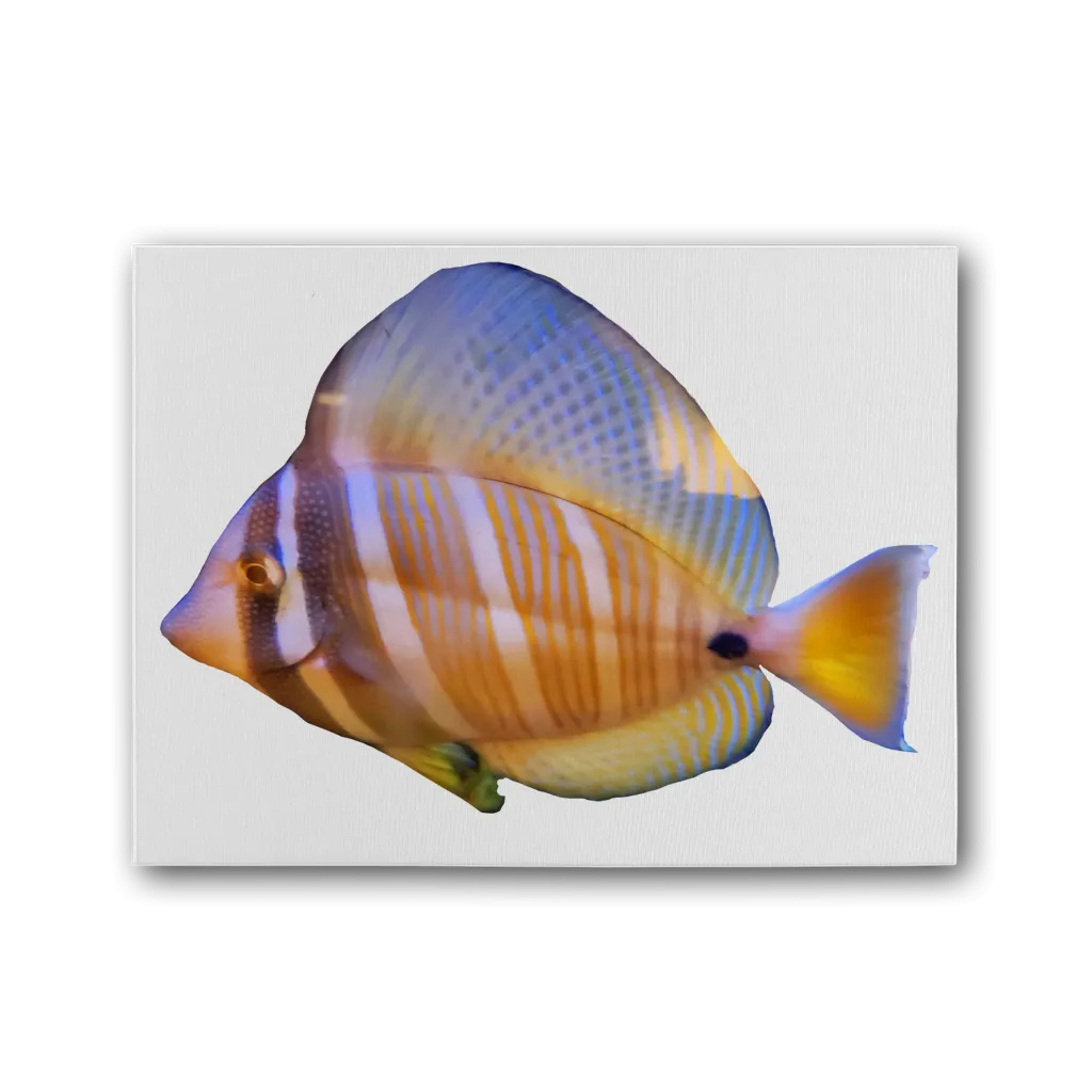 Beautiful Colored Fish Premium Stretched Canvas