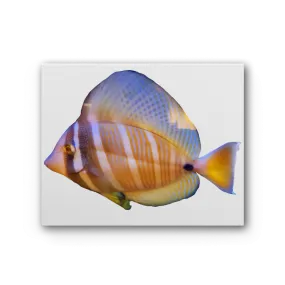 Beautiful Colored Fish Premium Stretched Canvas